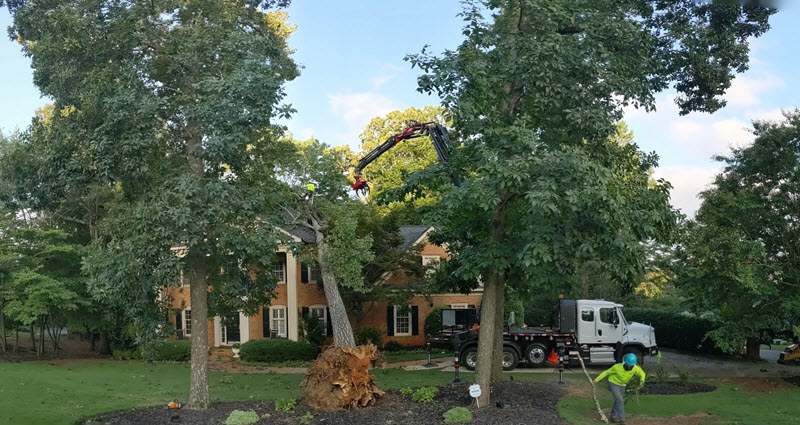 Exposed roots of giant fallen tree in Dunwoody, GA